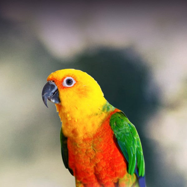 Sun Conures