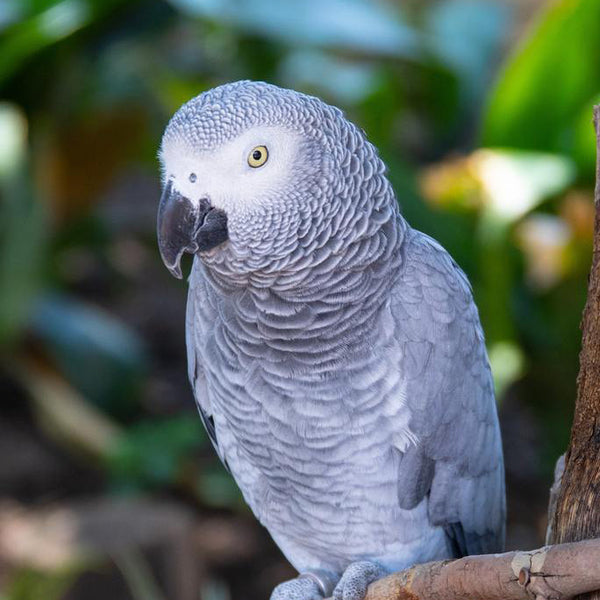 African Greys