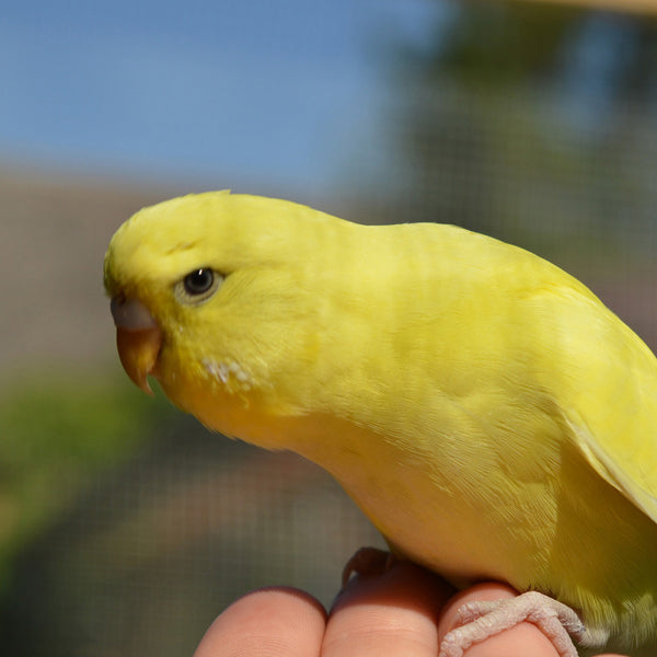 Canaries