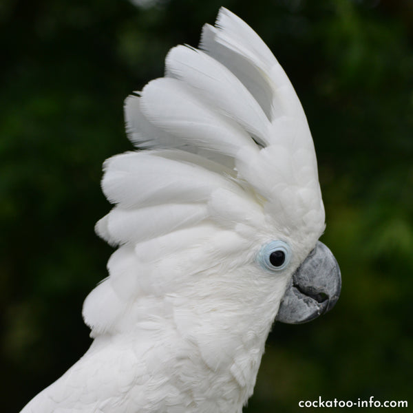  Large Cockatoos