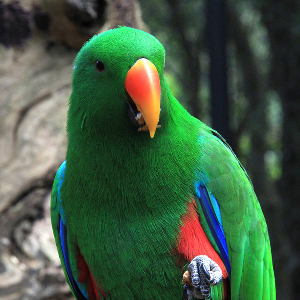 Eclectus
