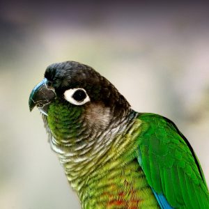  Green-cheeked conures