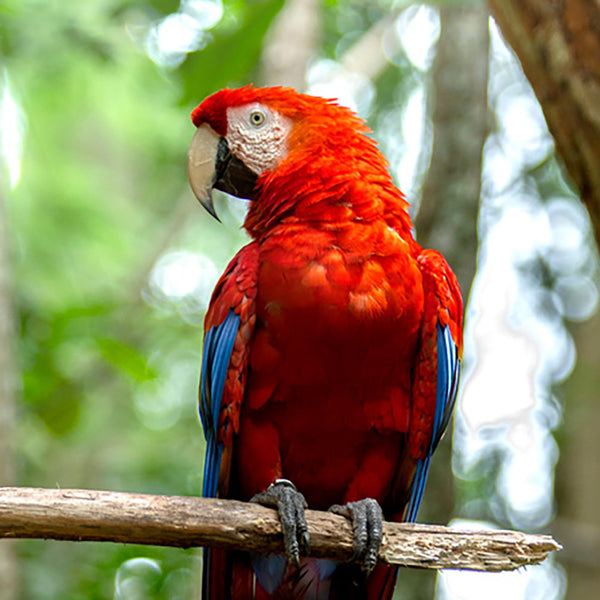 Macaws
