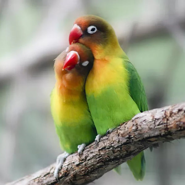 Lovebirds