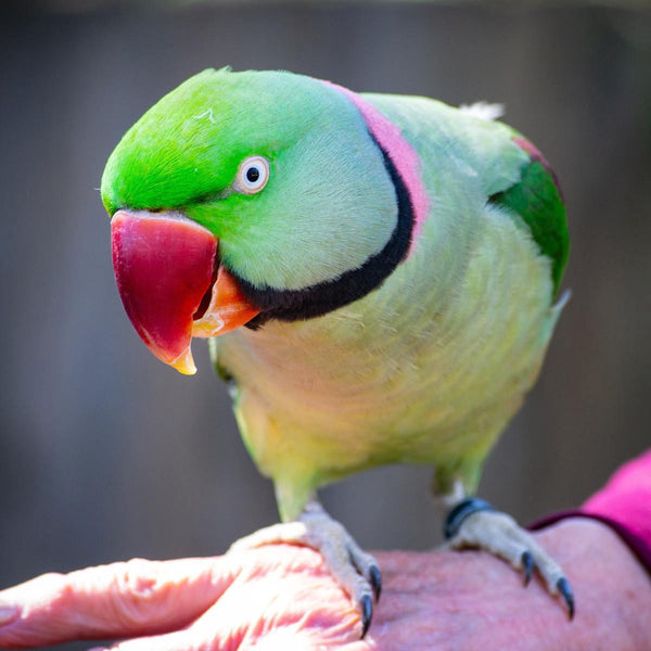 Alexandrine Parrots