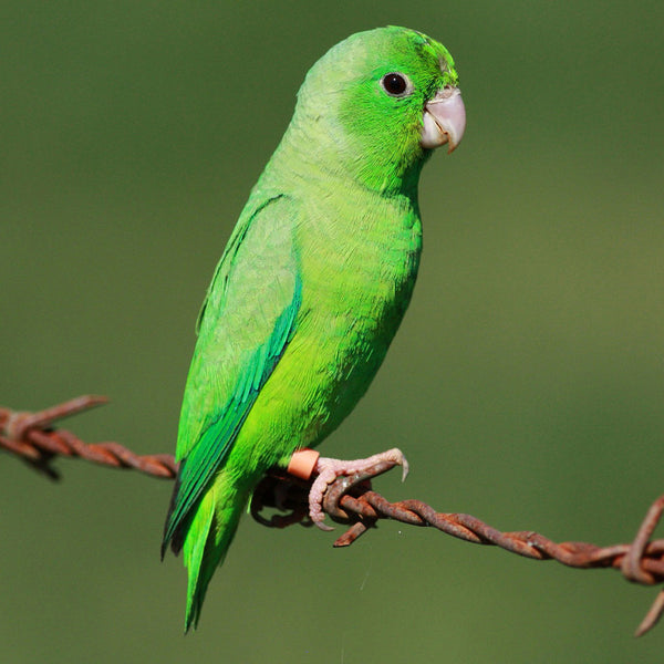 Parrotlets
