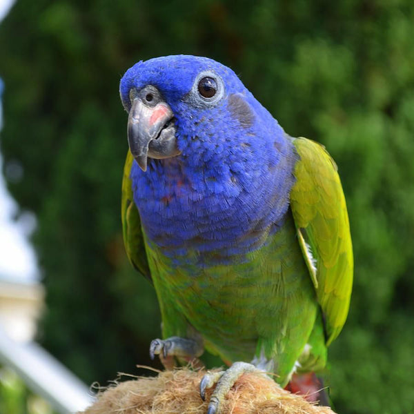  Pionus Parrots