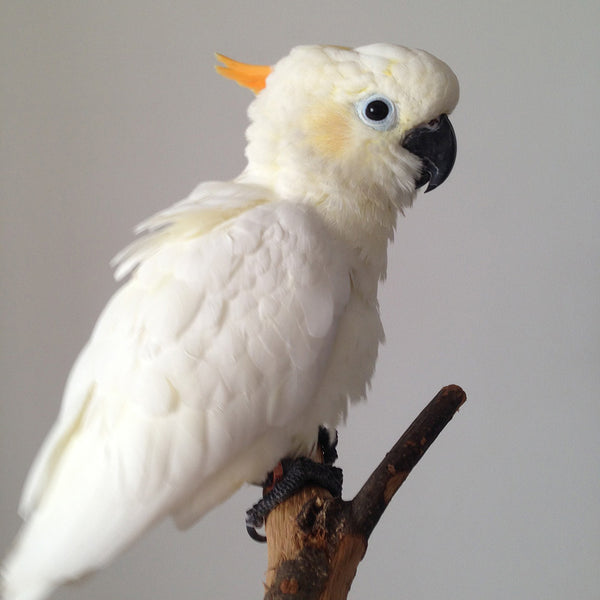 Small Cockatoos